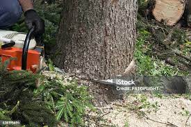 Best Hazardous Tree Removal  in Arma, KS