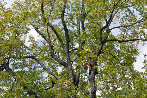 Best Arborist Consultation Services  in Arma, KS